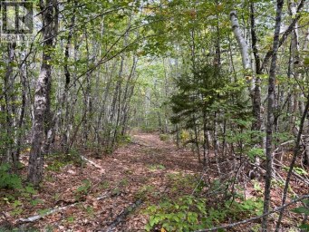 Recreational Woodlot Green Road Elgin New Brunswick photo 3