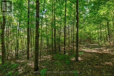 0 IRONDALE ROAD Highlands East (Glamorgan) Ontario photo 4
