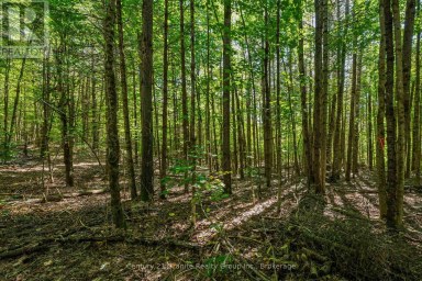 0 IRONDALE ROAD Highlands East (Glamorgan) Ontario photo 6