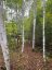 4488 KAWAGAMA LAKE ROAD, Algonquin Highlands (sherborne), Ontario, P0A1E0 (ID X13763618)