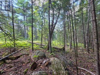 LOT 18 REGINA HEIGHTS BOULEVARD Sioux Narrows-Nestor Falls Ontario photo 9