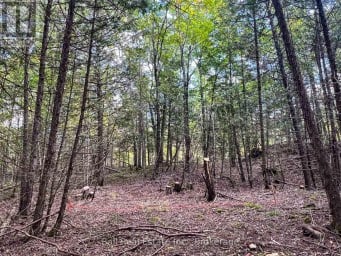 85 FR 19 ROUTE Havelock-Belmont-Methuen (Belmont-Methuen) Ontario photo 21