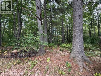 Lot 6 Pine Grove Lane Jemseg New Brunswick photo 18