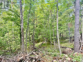 00 NORTH LOT HIGHWAY 62 Madoc Ontario photo 4