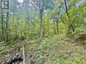00 NORTH LOT HIGHWAY 62 Madoc Ontario photo 7