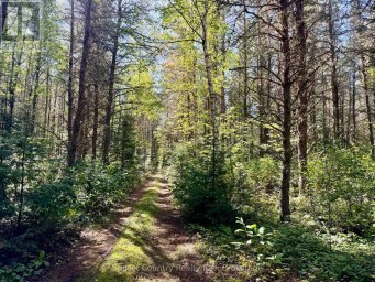 0 WALL STREET W Kenora Remote Area (Oxdrift) Ontario photo 28