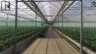 1475, 1501 COUNTY RD 34, Kingsville, Ontario, N0P2G0 (ID 26023410)