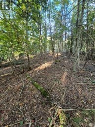1257 HAMILTON ROAD Minden Hills (Snowdon) Ontario photo 2
