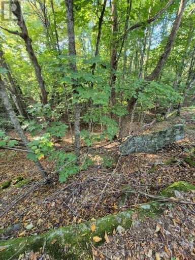 1257 HAMILTON ROAD, Minden Hills (Snowdon), Ontario, K0M2K0