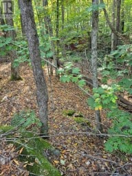 1257 HAMILTON ROAD Minden Hills (Snowdon) Ontario photo 4