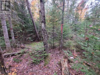 124 CARDWELL LAKE ROAD Huntsville (Stisted) Ontario photo 19