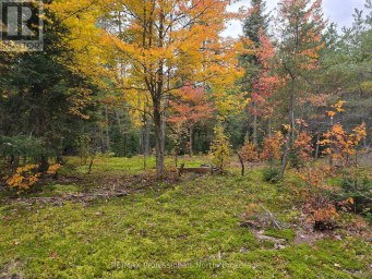 124 CARDWELL LAKE ROAD Huntsville (Stisted) Ontario photo 6