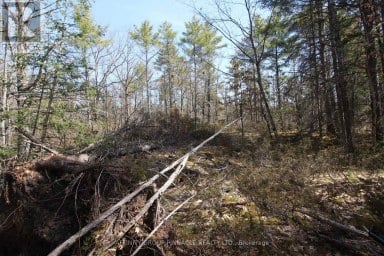 LOT 15 CONCESSION 9 Trent Lakes Ontario photo 14