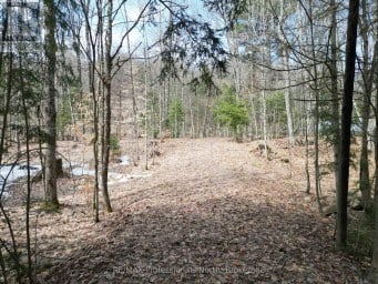 1231 BIG HAWK LAKE ROAD Algonquin Highlands (Stanhope) Ontario photo 2