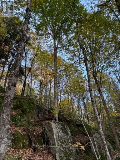 1231 BIG HAWK LAKE ROAD, Algonquin Highlands (Stanhope), Ontario, K0M1J2
