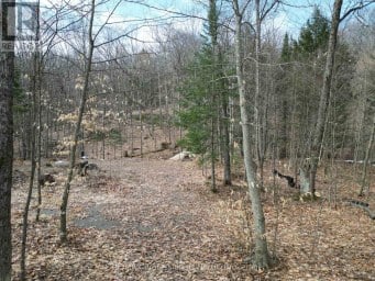 1231 BIG HAWK LAKE ROAD Algonquin Highlands (Stanhope) Ontario photo 4