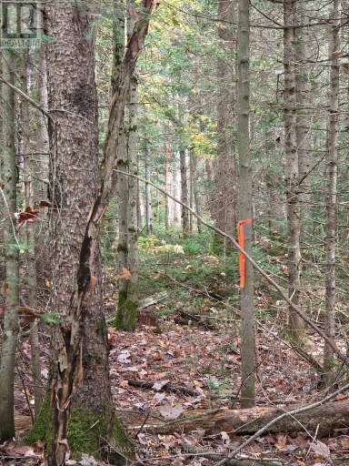 3907 STISTED ROAD, McMurrich/Monteith (McMurrich), Ontario, P0A1Y0