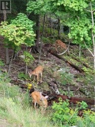 202 - 3 TREE TOPS LANE Huntsville (Chaffey) Ontario photo 16