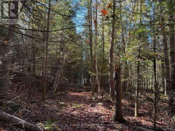 00 KUSHOG LAKE ROAD Algonquin Highlands (Stanhope) Ontario photo 11
