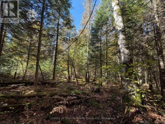 00 KUSHOG LAKE ROAD Algonquin Highlands (Stanhope) Ontario photo 18
