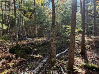 00 KUSHOG LAKE ROAD Algonquin Highlands (Stanhope) Ontario photo 19