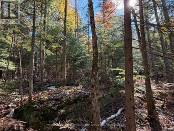 00 KUSHOG LAKE ROAD Algonquin Highlands (Stanhope) Ontario photo 20