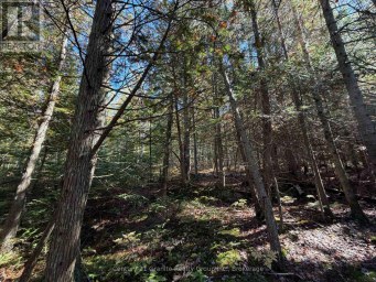 00 KUSHOG LAKE ROAD Algonquin Highlands (Stanhope) Ontario photo 22