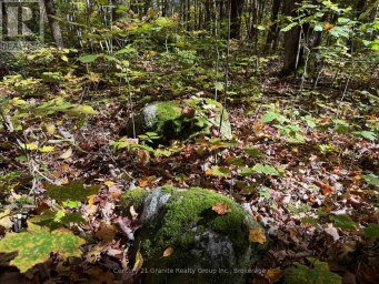 00 KUSHOG LAKE ROAD Algonquin Highlands (Stanhope) Ontario photo 23