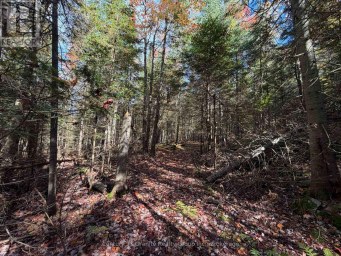 00 KUSHOG LAKE ROAD Algonquin Highlands (Stanhope) Ontario photo 25