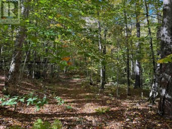 00 KUSHOG LAKE ROAD Algonquin Highlands (Stanhope) Ontario photo 5