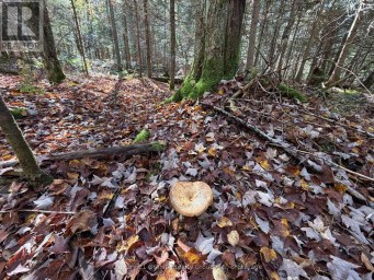 00 KUSHOG LAKE ROAD Algonquin Highlands (Stanhope) Ontario photo 6