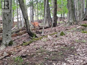 0 PARK STREET Dysart et al (Dysart) Ontario photo 5