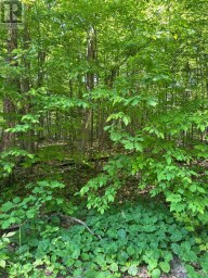 1527 MADILL ROAD Highlands East (Monmouth) Ontario photo 14