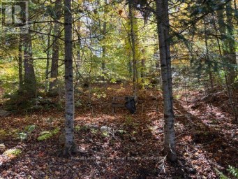 245 WEST DIAMOND LAKE ROAD Hastings Highlands (Herschel Ward) Ontario photo 27