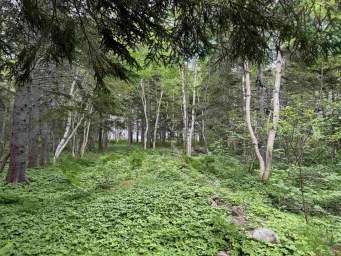 41251 Cabot Trail Wreck Cove NS photo 14