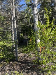 Shieling Drive Marion Bridge NS photo 18