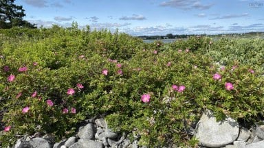 Oceanfront At Eagle Point Road Eagle Head NS photo 32
