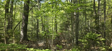Upper Branch Road & Spruce Drive Hemford NS photo 11