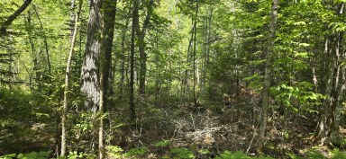 Upper Branch Road & Spruce Drive Hemford NS photo 12