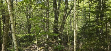 Upper Branch Road & Spruce Drive Hemford NS photo 13