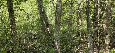 Upper Branch Road & Spruce Drive Hemford NS photo 14