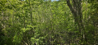 Upper Branch Road & Spruce Drive Hemford NS photo 15