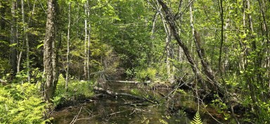Upper Branch Road & Spruce Drive Hemford NS photo 18