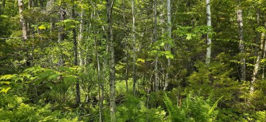 Upper Branch Road & Spruce Drive Hemford NS photo 19