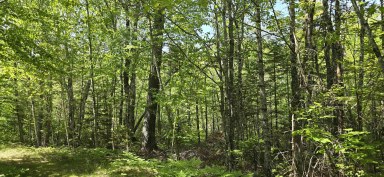 Upper Branch Road & Spruce Drive Hemford NS photo 8